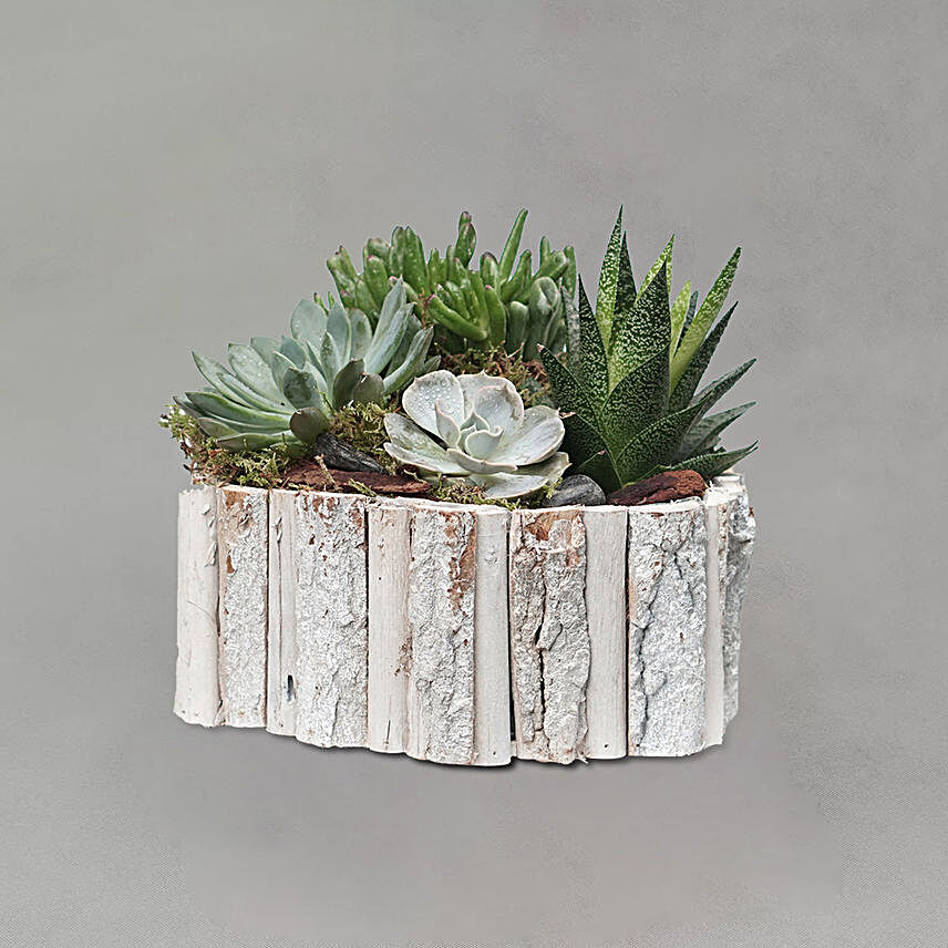 Indoor Plants In Hexagonal Wooden Pot