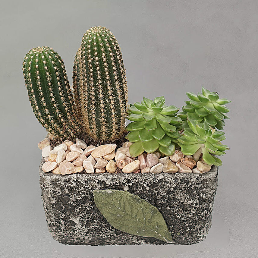 Cactus & Echevieria Plant Grey Pot