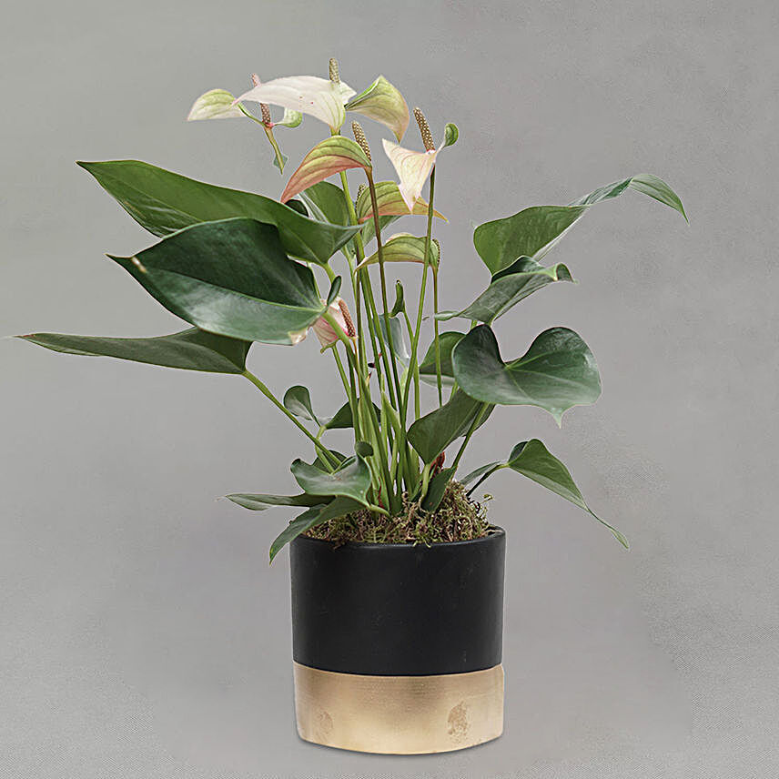 Anthurium Plant Black & Golden Round Pot