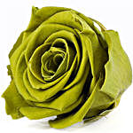 Olive Green Forever Rose Chocolates Combo