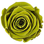 Olive Green Forever Rose Chocolates Combo