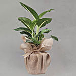 Dieffenbachia Green Magic Plant Jute Pot