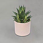 Gastoria Plant Pink Pot
