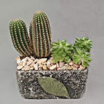 Cactus & Echevieria Plant Grey Pot