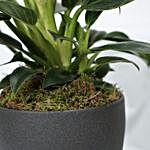 Philodendron Birkin Plant Grey Pot