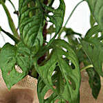 Monstera Obliqua Mosstick Plant