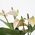 Anthurium & Fastoria Plant Combo