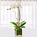 White Orchid Plant In Glass Vase for Teachers