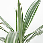 Dracaena White Stripes Plant Bronze Pot