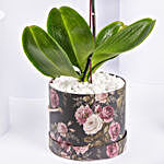 Purple Orchid Plant in Box