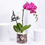 Purple Orchid Plant in Box with Eid Mubarak Topper