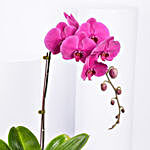 Purple Orchid Plant in Box with Eid Mubarak Topper