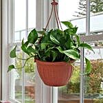 Go Green With Money Plant