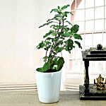 Potted Basil Plant