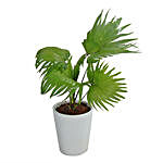 Potted China Palm Plant