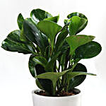 Potted Peperomia Plant
