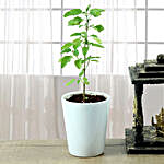 Potted Tulsi Plant