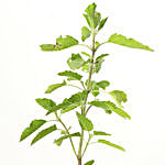 Potted Tulsi Plant