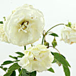 Potted White Rose Plant