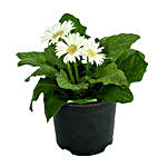 White Gerbera Plant