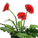 Potted Red Gerbera Plant