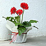 Potted Red Gerbera Plant