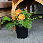 Orange Gerbera Plant