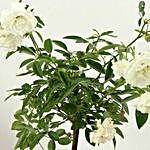 Potted White Rose Plant