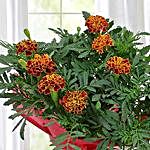 Gorgeous Marigold Plant