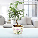 Araucaria Bonsai Plant