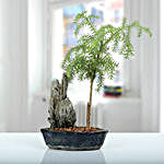 Stony Araucaria Bonsai Plant