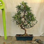 Artistic Bonsai Podocarpus S Shaped Plant