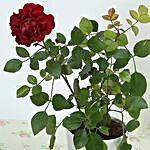 Lovely Red Rose Plant
