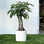 Sophisticated Basket Pachira Bonsai Plant