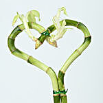 Valentine Heart Bamboo Plant