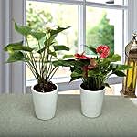 Must Have House Plants