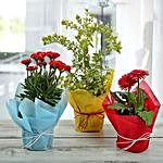 Gift Your Love Plants