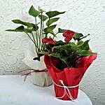 Red and White Anthurium Plants