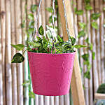 Pink Hanging Bucket Planter