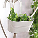 White Oval Hanging Planter
