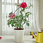 Fragrant Rose Plant