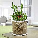 Lucky Bamboo Plant For Mom