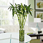 Eleven Spiral Bamboo Plant