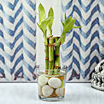 Find Luck With Bamboo plant