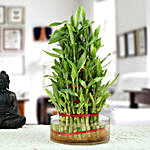 Ravishing 5 Layer Lucky Bamboo Plant