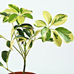 Elegant Schefflera Plant