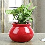 Syngonium Plant With Red Vase