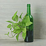 Money Plant In Vertical Green Bottle Pot
