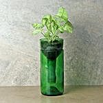 Syngonium Plant In Bottle