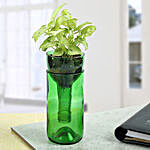 Syngonium Plant In Bottle